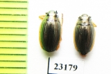 Gyrinidae sp.  Tajikistan - INSECTS-STORE.RU