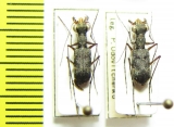 Pentacomia sp.  Peru - INSECTS-STORE.RU