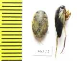 Hemiptera sp.  India - INSECTS-STORE.RU