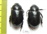 Dynastinae sp.  Panama - INSECTS-STORE.RU