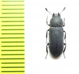 Cryphaeus sp.  Malaysia - INSECTS-STORE.RU