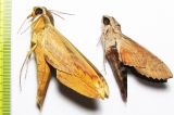 Sphingidae sp.  Thailand - INSECTS-STORE.RU