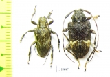 Cerambycidae sp.  Panama - INSECTS-STORE.RU