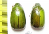 Rutelinae sp.  Panama - INSECTS-STORE.RU