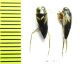 Hemiptera sp.  India - INSECTS-STORE.RU