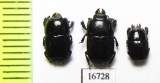 Platysoma sp.  Indonesia, Sumatra - INSECTS-STORE.RU