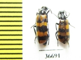 Meloidae sp.  Morocco - INSECTS-STORE.RU