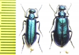 Alosimus reitterianus, pair  Armenia - INSECTS-STORE.RU