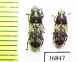 Anthribidae sp.  Indonesia, Tanimbar isls. - INSECTS-STORE.RU