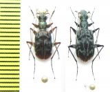 Cicindelinae sp., pair  Indonesia, Papua - INSECTS-STORE.RU