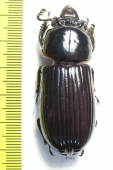 Passalidae sp.  Ecuador - INSECTS-STORE.RU