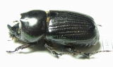 Dynastinae sp.  Indonesia, Papua - INSECTS-STORE.RU