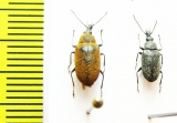 Mycteridae, Mycterus curculionoides  Turkey - INSECTS-STORE.RU