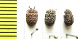 Tenebrionidae sp., pair  Indonesia, Sulawesi - INSECTS-STORE.RU