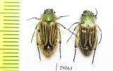 Eulasia goudoti  Morocco - INSECTS-STORE.RU