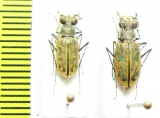 Habrodera ovas, pair  Madagascar - INSECTS-STORE.RU