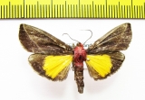 Erebidae sp.  Nepal - INSECTS-STORE.RU