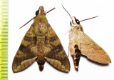 Sphingidae sp.  Zambia - INSECTS-STORE.RU