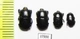 Platysoma sp.  Indonesia, Sumatra - INSECTS-STORE.RU