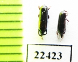 Histeridae sp.  Peru - INSECTS-STORE.RU