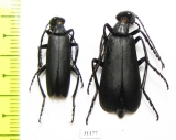 Meloidae sp.  Peru - INSECTS-STORE.RU