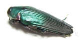 Colobogaster resplendens  Peru - INSECTS-STORE.RU