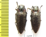 Lampetis sp.  Ethiopia - INSECTS-STORE.RU