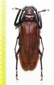 Prioninae sp.  Thailand - INSECTS-STORE.RU