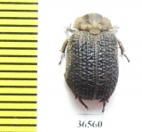 Trogidae sp.  Namibia - INSECTS-STORE.RU