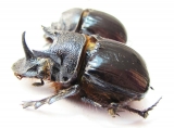 Heliocopris minos, pair  Zambia - INSECTS-STORE.RU