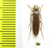 Serropalpus niponicus  Japan - INSECTS-STORE.RU