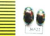Tenebrionidae sp.  Indonesia, Kalimantan - INSECTS-STORE.RU