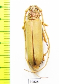Cerambycidae sp.  Peru - INSECTS-STORE.RU