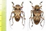 Lagocherius araneiformis, pair  Dominican Rep. - INSECTS-STORE.RU