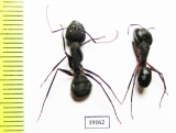 Formicidae sp.  India - INSECTS-STORE.RU