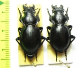 Callisthenes kuschakewitschi plasoni  Kirgizstan - INSECTS-STORE.RU