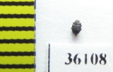 Elmidae sp.  Thailand - INSECTS-STORE.RU