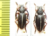 Dorcadion lineatocolle, pair  Greece - INSECTS-STORE.RU