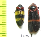 Homoptera sp.  Panama - INSECTS-STORE.RU