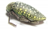 Julodis variolaris brendelli  Iran, Sistan prov. - INSECTS-STORE.RU