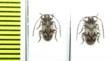 Exocentrus longipilis  Kenya - INSECTS-STORE.RU
