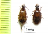 Carabidae sp.  China, Sichuan prov. - INSECTS-STORE.RU