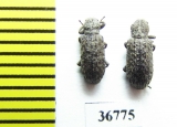 Tenebrionidae sp.  Malaysia, Borneo - INSECTS-STORE.RU