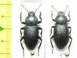 Dendarus impressus, pair  Israel - INSECTS-STORE.RU