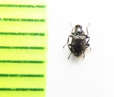 Elmis aenea  Latvia - INSECTS-STORE.RU