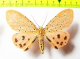 Erebidae sp.  Laos - INSECTS-STORE.RU