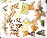 Lepidoptera sp.  Russia, Tver reg. - INSECTS-STORE.RU