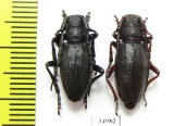 Eodorcadion tuvense, pair  Russia, Tuva reg. - INSECTS-STORE.RU