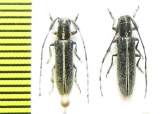 Agapanthia cardui  Italy - INSECTS-STORE.RU