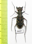 Calomera durvillei  Indonesia, Ceram isl. - INSECTS-STORE.RU